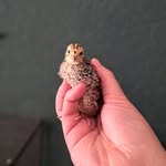 Lena B. - @blo.cklena - Instagram