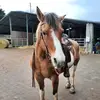 Lena - @lenadaniel8 - TikTok