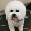 Lena Han - @loljk1919 - TikTok