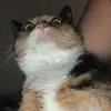 len_a_hand - @len_a_hand - TikTok