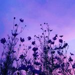 Елена - @lena_hare_71 - Instagram