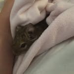 Život Osmačích Sestřiček🐁🐀 - @lena_harley_degu - Instagram
