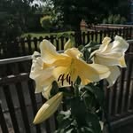 Lena Heim - @lena.heim.39 - Instagram