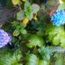 Leona Henley - Facebook