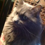 Lena Holmes - @gypsy_the_cat_insta - Instagram