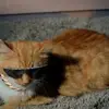 momma struggle - @lenalamb265 - TikTok