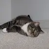 Lena Mason - @lenamason4 - TikTok