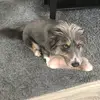 Lotti - @lenameier458 - TikTok