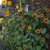Lena Ngo415 - @lenango415 - TikTok