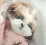 Lina Pan - Facebook