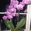 lenapeter21 - @lenapeter21 - TikTok