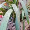 Helena Proctor - @helena.proctor - TikTok