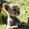 lena roy - @lena_roy2 - TikTok