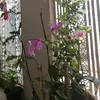 Lenaruffino52 - @lenaruffino52 - TikTok
