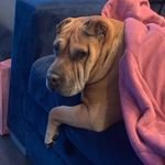 @lena_sharpei - Instagram
