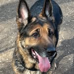 German Shepherd 🐺 Lena - @germanshepherd.lena - Instagram