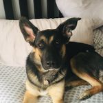 Lena Beans the rescued German shepherd - @lenabeans_germanshepherd - Instagram