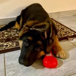 Lena - @lena_german_shepherd_star - Instagram