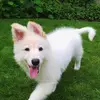 Lena - @lenatheswisshepherd - TikTok