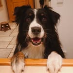 Lena the Australian Shepherd - @lenatheaussie - Instagram