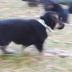 LENA The Shepherd - @lena_theshepherd - Instagram