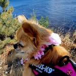 MAX 💕💕 Chihuahua - @lenaskoldestigsinclair - Instagram