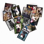 Worcester Animal Rescue League - @worcesterarl - Instagram