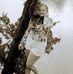 Lena Yoder - Facebook