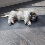Lene Jespersen - @ritavoreshund - Instagram