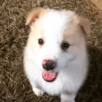Leni George - @leni.george.thelilpup - Instagram