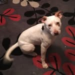 Leni Smith The Red Heeler - @young_girl_leni_ - Instagram
