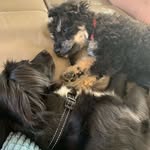 🐾Lenny & Murphy🐾 - @lennyandmurphy - Instagram