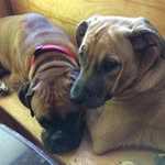 Floyd💙 & Lennon💙🌈 - @floyd_and_lennon_4ever - Instagram