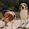 Lennon & Floyd - @beaglesamor - TikTok