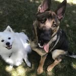 Lennon the Eskie&Floyd the GSD - @lennon.and.floyd - Instagram