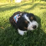 Lennon Maxwell - @lennon_m.bernadoodle - Instagram