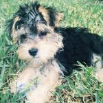 Lennon Ray - @lennonthecuriouspup - Instagram