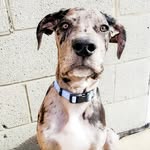 Lennon Ray - @lennonthegreatdane - Instagram