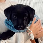 Lennon Ray 🐶 - @lennyray.thelab - Instagram