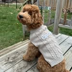 Lennon Taylor - @cockapoo.lennon - Instagram