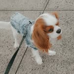 Lennox Baxter - @lennox_cavking - Instagram