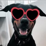 LENNOX - the fly chaser - @lennox.the.fly.chaser - Instagram