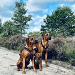 Ridgebacks Jones | Chaser | Lennoxx - @rr_jones_chaser_lennoxx - Instagram