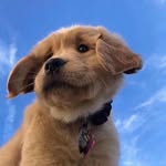 LENNOX - @lennoxgray9fodb - Instagram