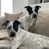 Murphy and Lennox - @murphyandlennox - TikTok