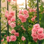 Lennox Roy - Facebook