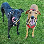 Lenny and Frank - @lost.andhound - Instagram