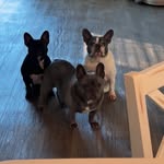 Lenny, Frank, Chazz Michael Michaels & Ralph - @stepbrosfrenchies - Instagram