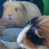 Oreo+Teddy+Lenny+Frank 💗 - @oreo_ted_frank_lenny_ - TikTok