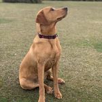 Lenny King ♡ - @lenny.the.labrador.king - Instagram